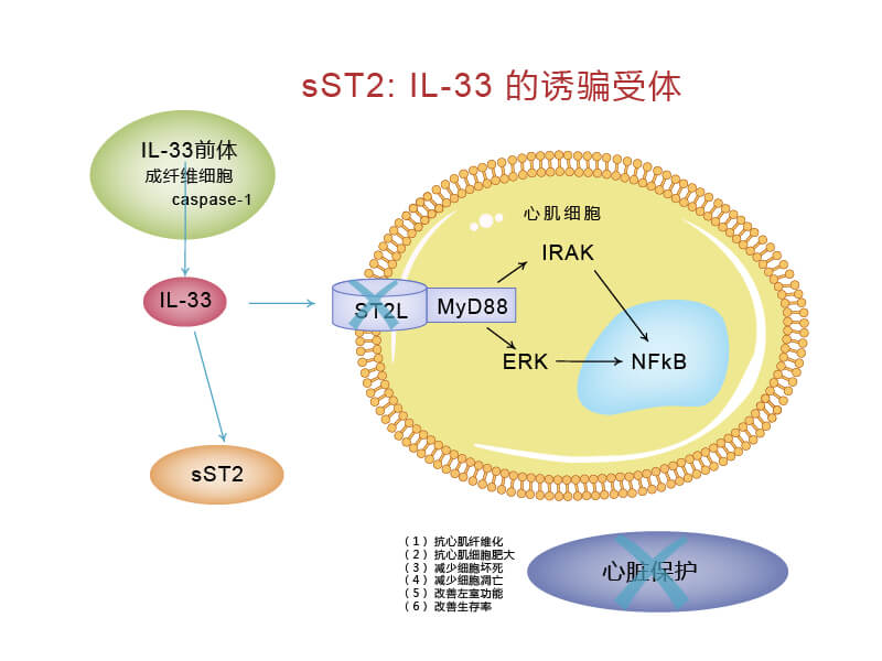 ST2L/IL-33信號通路