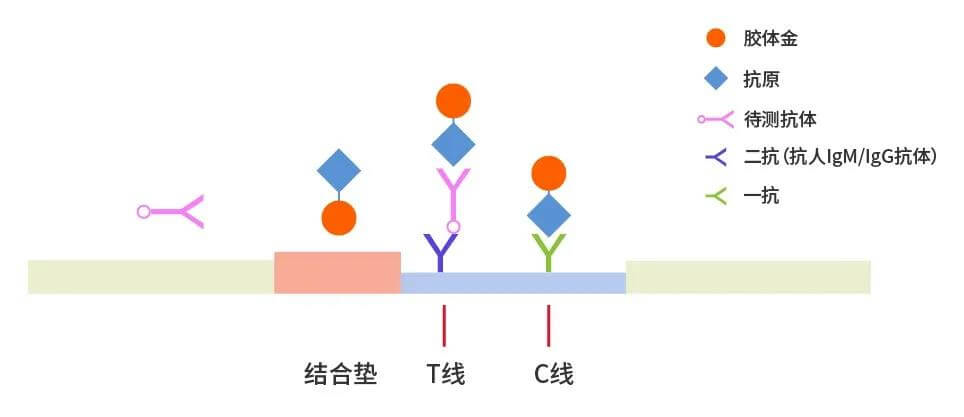 2019-nCoV抗體檢測(cè)原理