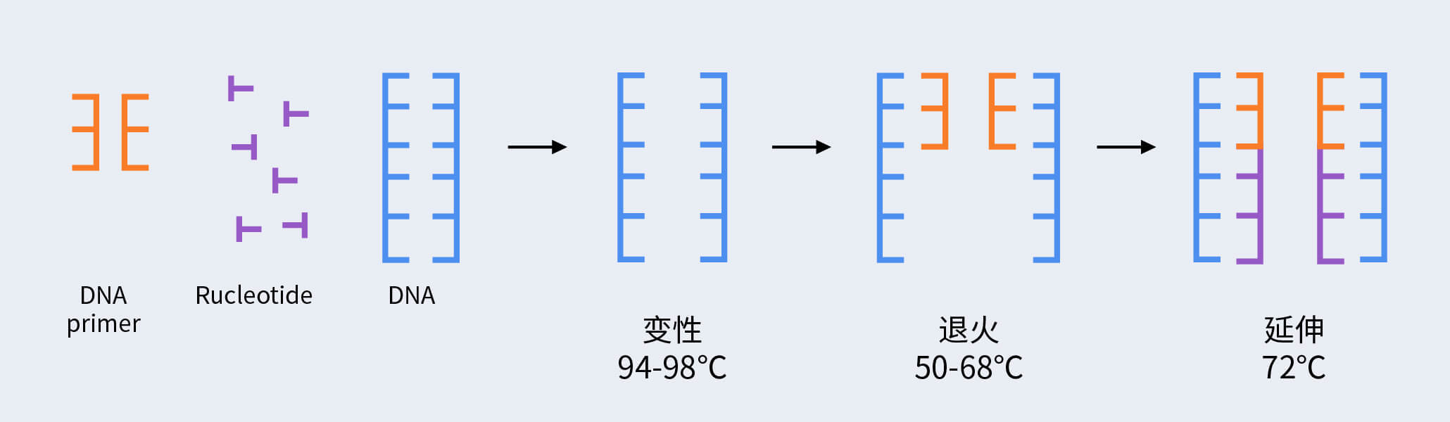 PCR擴(kuò)增流程