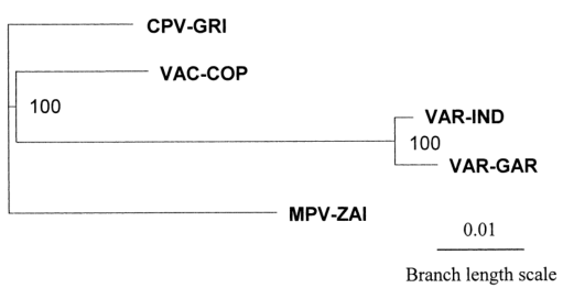 MPV、VAR、CPV、VAC末端可變基因組序列系統(tǒng)發(fā)育樹分析