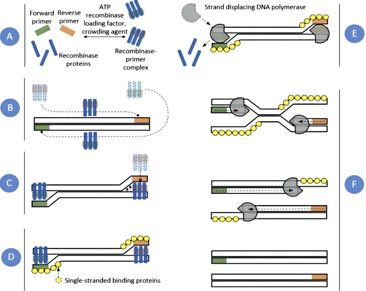 RPA-Fig1