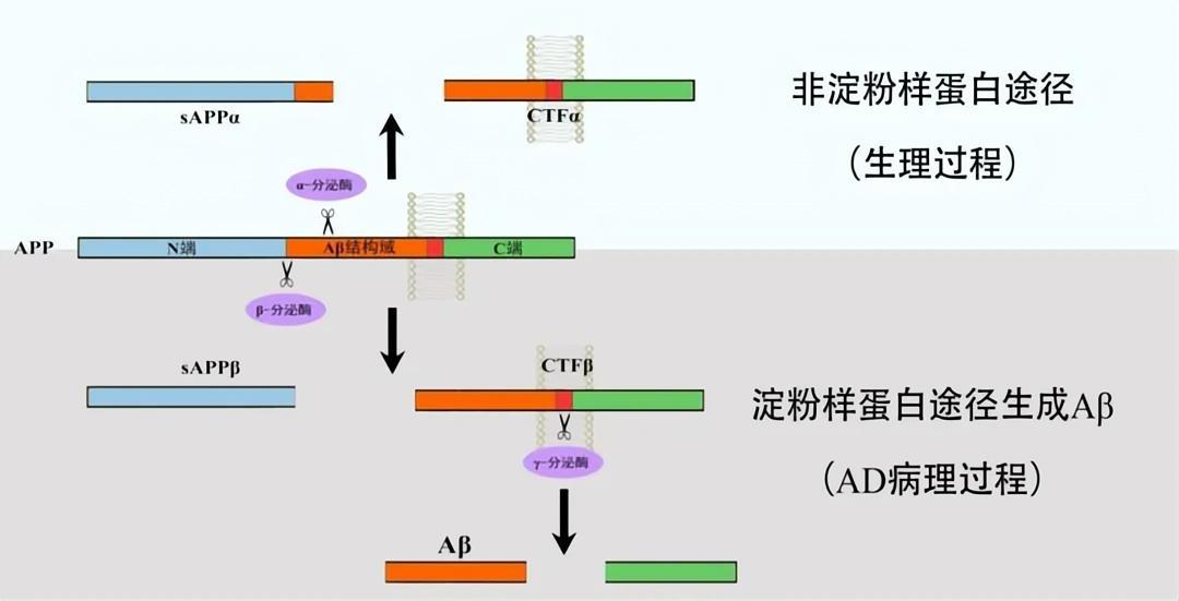 淀粉樣前體蛋白（APP）生成Aβ過(guò)程